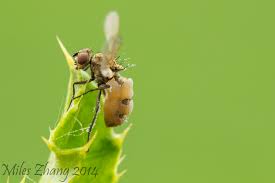 Attēlu rezultāti vaicājumam “Entomophthora”