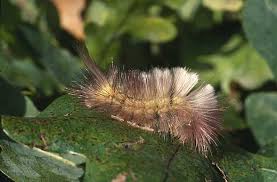 Attēlu rezultāti vaicājumam “Calliteara pudibunda”