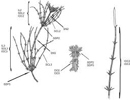 Attēlu rezultāti vaicājumam “Chara intermedia female”