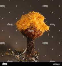 Attēlu rezultāti vaicājumam “Hemitrichia leiotricha stalked”