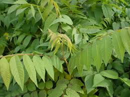 Attēlu rezultāti vaicājumam “Juglans nigra”