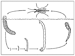 Attēlu rezultāti vaicājumam “Chironomidae imago”