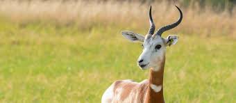 Attēlu rezultāti vaicājumam “Dama dama”