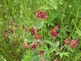 Attēlu rezultāti vaicājumam “Comarum palustre leaf”