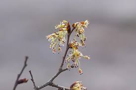 Attēlu rezultāti vaicājumam “Ulmus laevis flower”