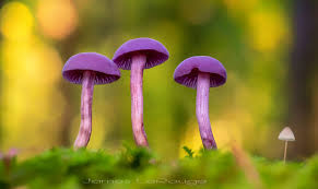 Attēlu rezultāti vaicājumam “Vouauxiomyces santessonii”