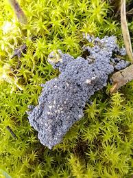 Attēlu rezultāti vaicājumam “Physarum leucophaeum sessile”