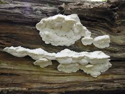 Attēlu rezultāti vaicājumam “Postia stiptica”