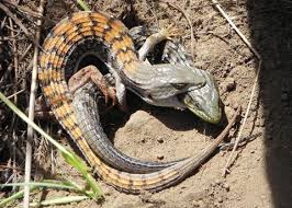 Attēlu rezultāti vaicājumam “Crocallis elinguaria imago”