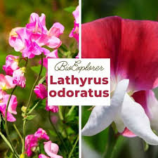 Image result for Lathyrus odoratus