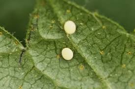 Attēlu rezultāti vaicājumam “Eulithis pyropata”