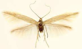 Attēlu rezultāti vaicājumam “Coleophora alticolella”