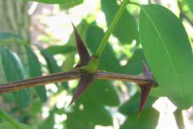 Attēlu rezultāti vaicājumam “Robinia pseudoacacia leaf”