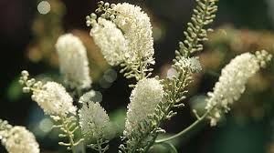 Image result for Silberkerze