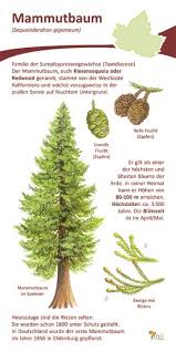 Image result for Mammutbaum