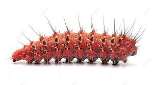 Attēlu rezultāti vaicājumam “Cossus cossus larva”