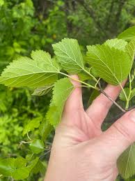 Attēlu rezultāti vaicājumam “Morus alba leaf”