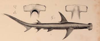 Image result for Sphyrna