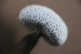 Attēlu rezultāti vaicājumam “Badhamia sp.”