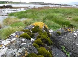 Attēlu rezultāti vaicājumam “Schistidium robustum”