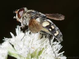 Attēlu rezultāti vaicājumam “Sericomyia sp.”