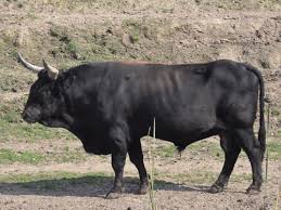 Attēlu rezultāti vaicājumam “Bos primigenius taurus”