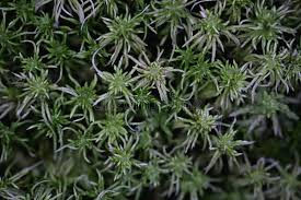 Attēlu rezultāti vaicājumam “Sphagnum girgensohnii”