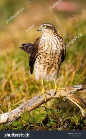 Attēlu rezultāti vaicājumam “Accipiter nisus female”