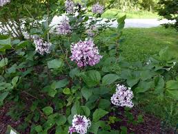 Attēlu rezultāti vaicājumam “Syringa reticulata subsp. amurensis”