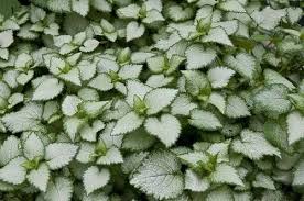 Attēlu rezultāti vaicājumam “Lamium maculatum”