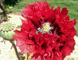 Image result for Papaver somniferum