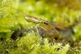 Attēlu rezultāti vaicājumam “Dicyphus sp.”