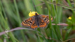Attēlu rezultāti vaicājumam “Euphydryas maturna upperside”
