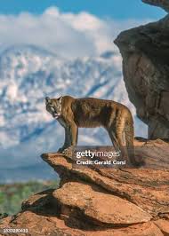 Image result for Ut Cougars