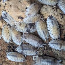 Attēlu rezultāti vaicājumam “Porcellio scaber”