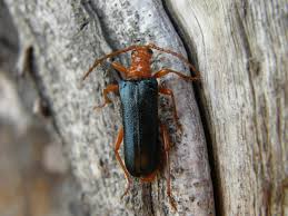 Attēlu rezultāti vaicājumam “Rhamnusium bicolor”