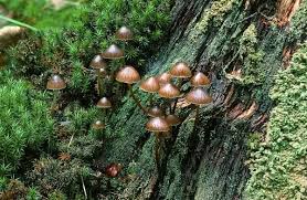 Attēlu rezultāti vaicājumam “Mycena stipata”
