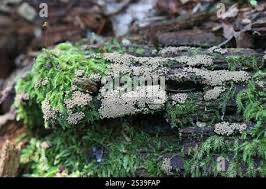 Attēlu rezultāti vaicājumam “Cribraria argillacea sessile”