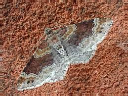 Attēlu rezultāti vaicājumam “Xanthorhoe spadicearia”