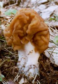 Attēlu rezultāti vaicājumam “Gyromitra gigas”