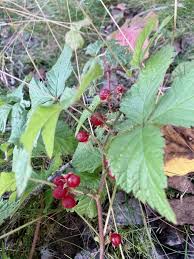 Attēlu rezultāti vaicājumam “Rubus saxatilis fruit”