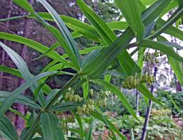 Attēlu rezultāti vaicājumam “Polygonatum verticillatum”