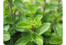 Image result for Majoran