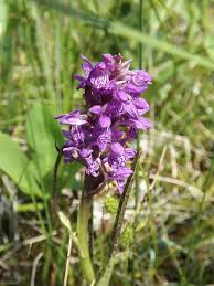 Attēlu rezultāti vaicājumam “Dactylorhiza cruenta”