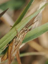 Attēlu rezultāti vaicājumam “Chortippus sp.”