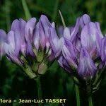 Attēlu rezultāti vaicājumam “Astragalus danicus fruit”