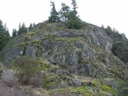 Attēlu rezultāti vaicājumam “Polytrichum piliferum”