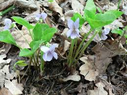 Attēlu rezultāti vaicājumam “Viola mirabilis”