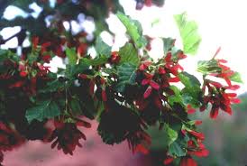 Attēlu rezultāti vaicājumam “Acer tataricum”