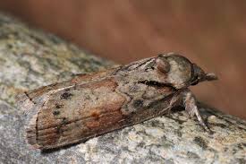 Attēlu rezultāti vaicājumam “Nycteola sp.”